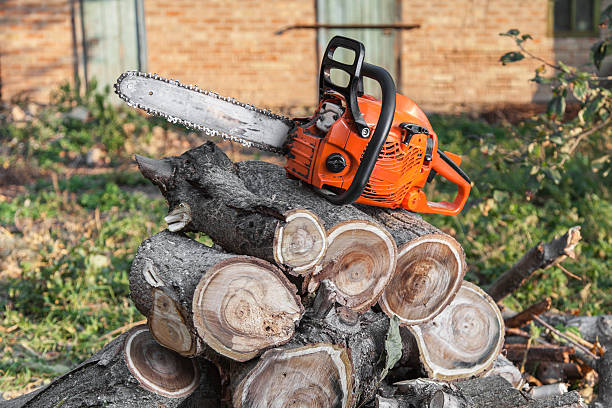 Best Tree Root Removal  in USA